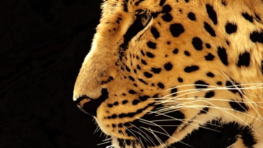 leopard